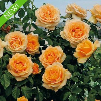 'Golden Opportunity™' Climbing-Rose