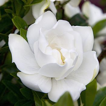 Jubilation™ Gardenia