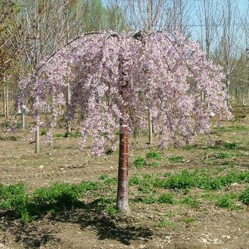 'Pink Snow Showers™' Weeping Cherry