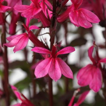 Lobelia