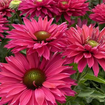 'SunSeekers Sweet Fuchsia' Coneflower