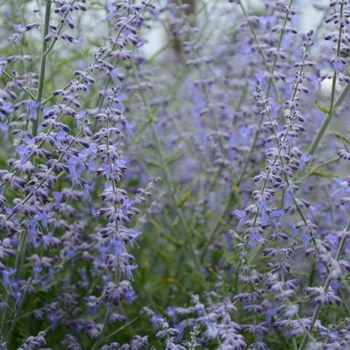 'Little Lace' Russian Sage