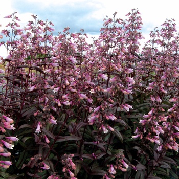 Dark Towers Beardtongue