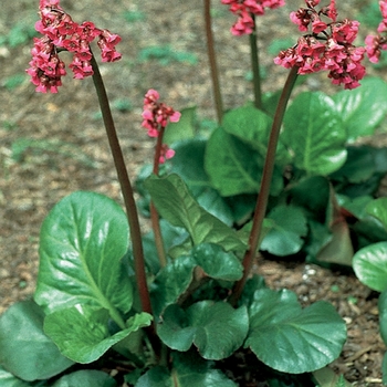 ''Rotblum'' Heartleaf Bergenia, Pigsqueak