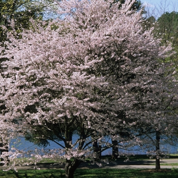Yoshino Cherry