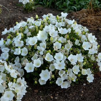 'Rapido White' Bellflower