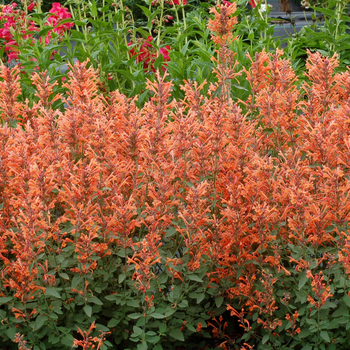 Dwarf hummingbird mint