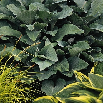 'Krossa Regal' Hosta, Plantain Lily