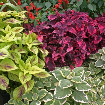 Assorted Coleus