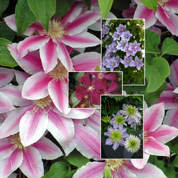 Clematis