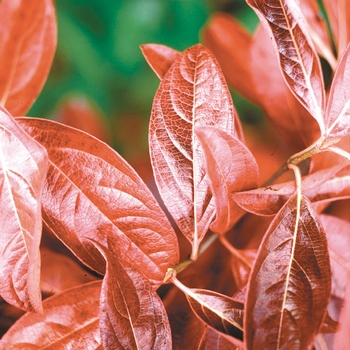 Winterthur Smooth Witherod Viburnum