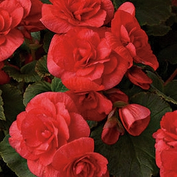 Solenia® Rieger Begonia