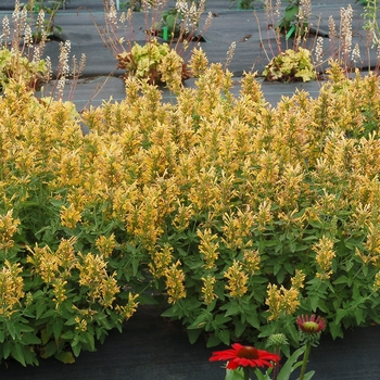Poquito™ 'Butter Yellow'