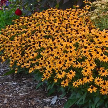 'Little Goldstar' Dwarf Black-Eyed Susan