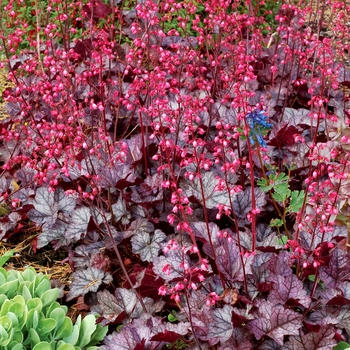 'Glitter' Coral Bells