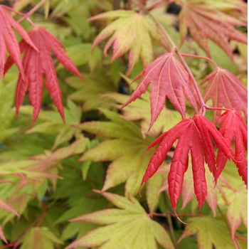 Moonrise™ Full Moon Maple