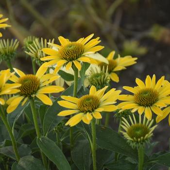 Eye-Catcher™ 'Canary Feathers'