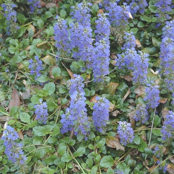 Common Bugle Weed