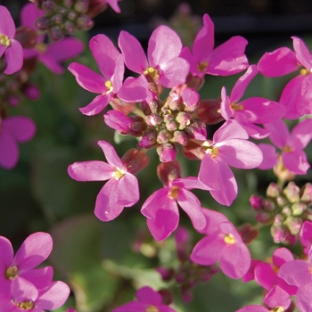 'Spring Charm' Rock Cress