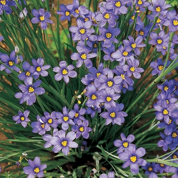 'Lucerne' Blue-Eyed Grass