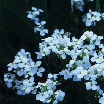Rock Cress