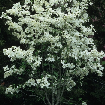 Flowering Dogwood