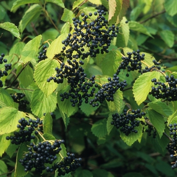 Arrowwood Viburnum
