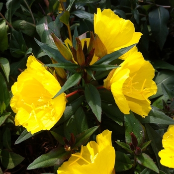 'Fireworks (Fyrverkeri)' Sundrops