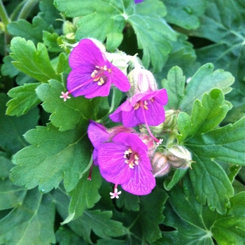 Bevan''s Variety Bigroot Geranium