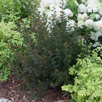 Ninebark