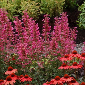 ''Morello'' Hummingbird Mint