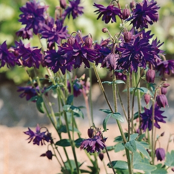 'Blue Barlow' Columbine