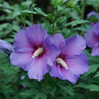 Rose of Sharon