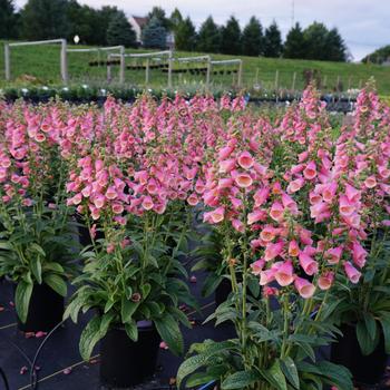 'Arctic Fox Rose' Foxglove