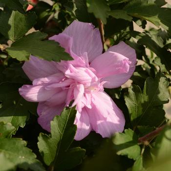 Ardens Rose of Sharon
