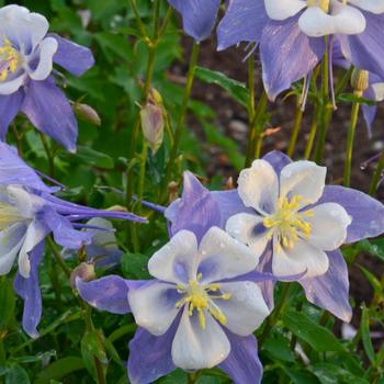 Songbird 'Blue Bird'
