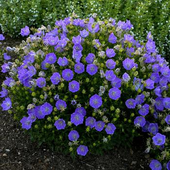 Rapido Blue Bellflower