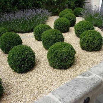 Unraveled American Boxwood