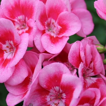 ''Wilhelm Langguth'' Zonal Geranium
