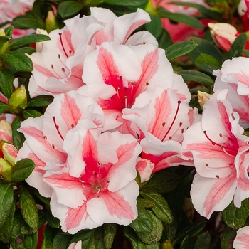 Encore® 'Autumn Ivory®'