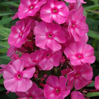 Candy Store® 'Bubblegum Pink™'
