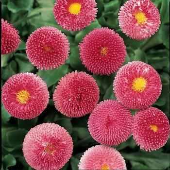 Bellissima™ Rose