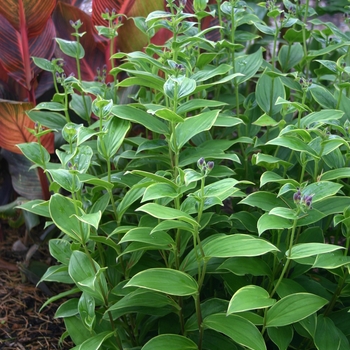 Gilt Edge Toad Lily