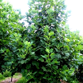 Tulip Poplar