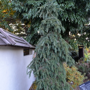 Pendula Weeping White Spruce
