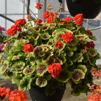 Brocade Fire Zonal Geranium