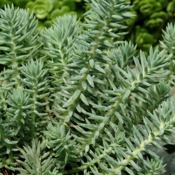 Blue Spruce Stonecrop