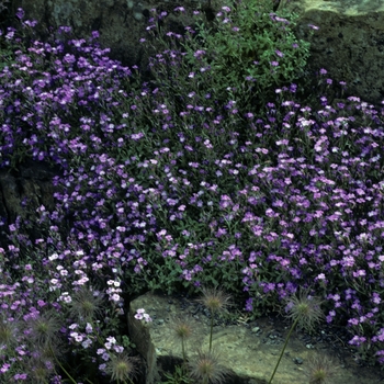 Rock Cress
