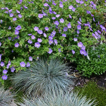 Rozanne Cranesbill