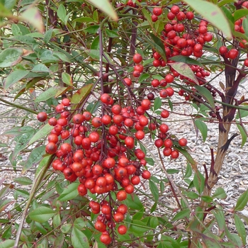 Heavenly Bamboo